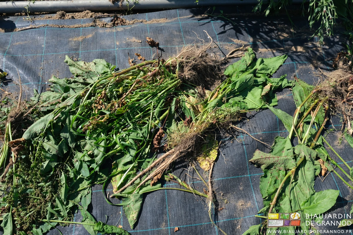 photo de rumex arraché montrant sa racine pivotante de plus de 20 centimètres