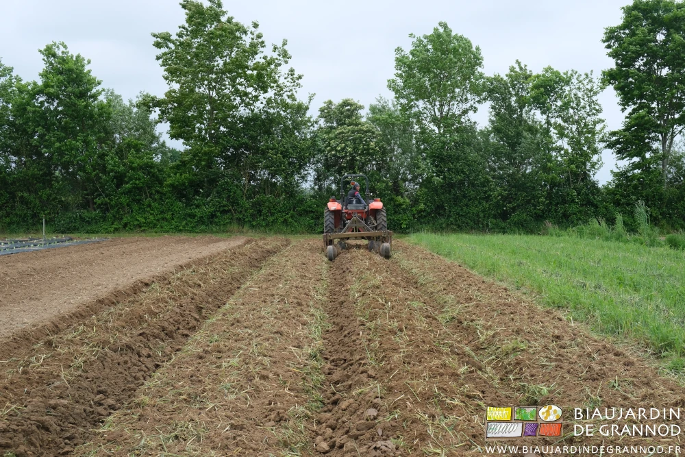 photo du carré de courgette expliquant l'échelonnement des 4 plantations