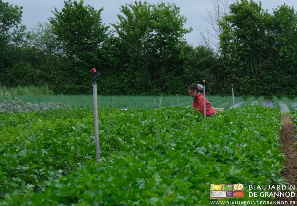 photo de Morgan qui bottelle le persil simple