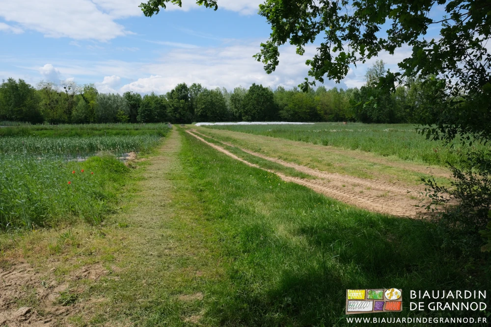 photo d'ensemble du jardin allées tondues prise depuis un des chênes