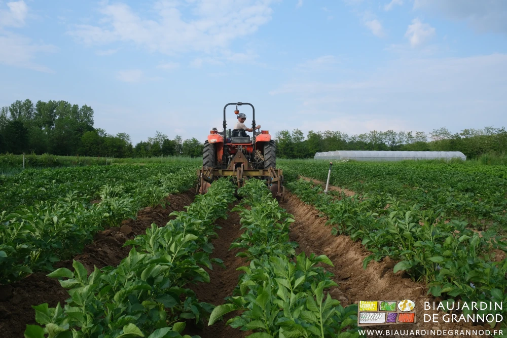 photo des planches de pomme de terre en cours de buttage
