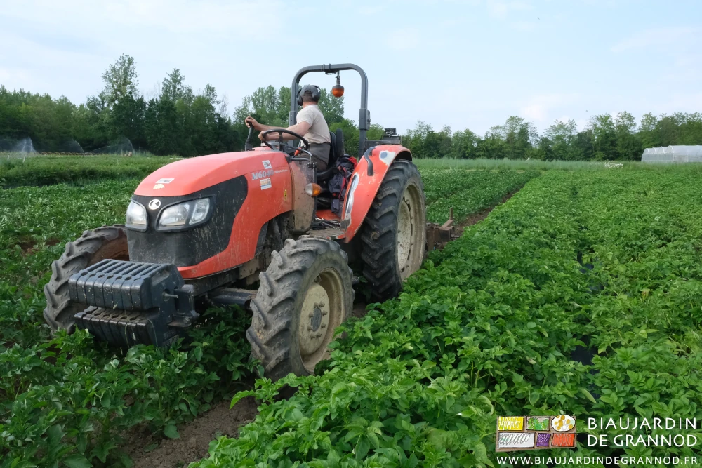 photo de Matthieu buttant au tracteur le carré de pomme de terre