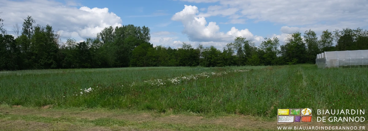photo de carrés en engrais vert pluriannuel séparés par bandes fleuries de marguerites