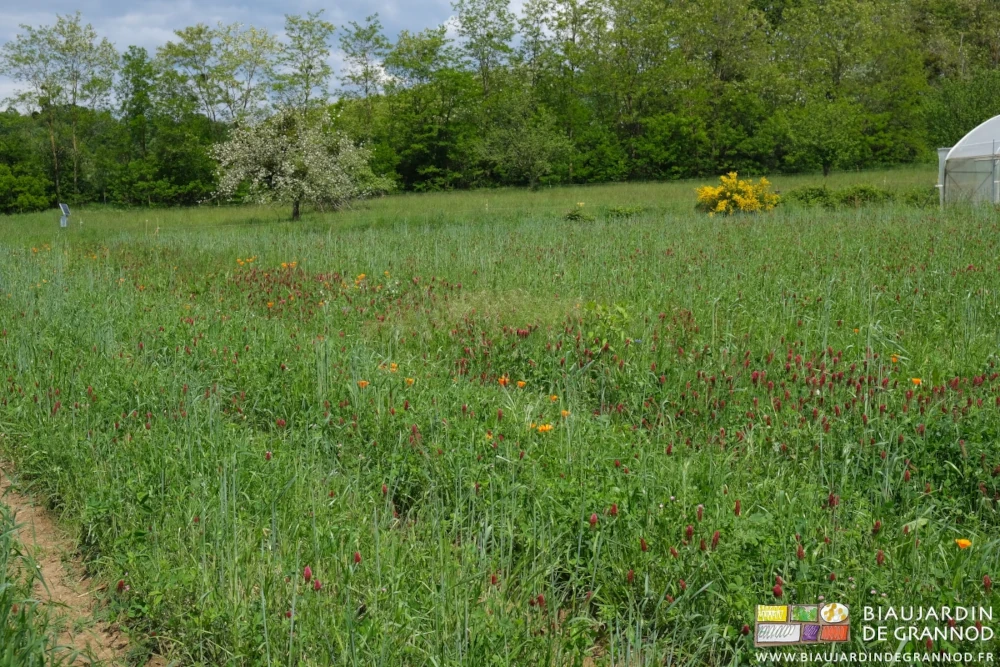 photo d'un beau carré de trèfle incarnat encore fleuri en mélange avec des puriannuelles