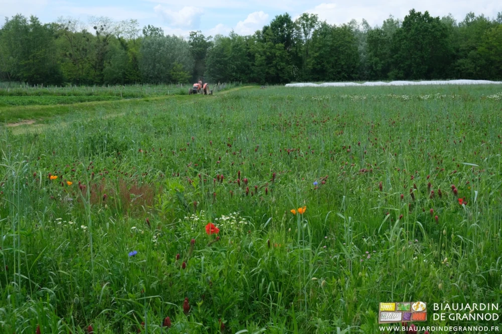 photo d'une centaine de planches en engrais vert pluriannuel