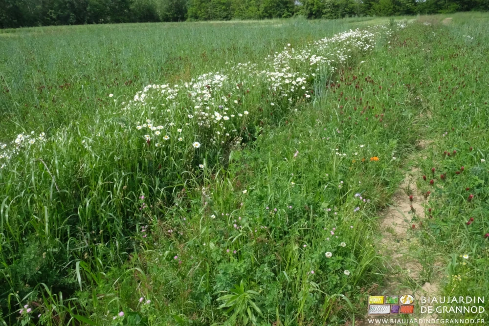 Photo de bande fleurie riche de marguerite près d’engrais vert diversifié rouge de trèfle incarnat