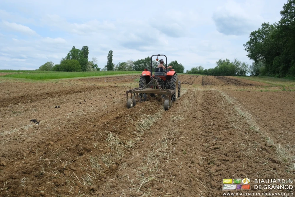 Photo de la butteuse montant une planche en engrais vert