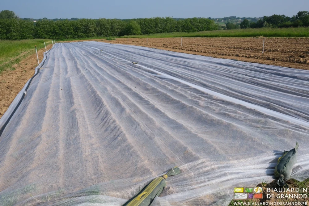 photo du carré de maïs les planches repiquées recouvertes d'un filet blanc