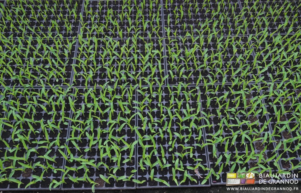 photo de levée de maïs quasi 100% en plaque de mottes de terreau