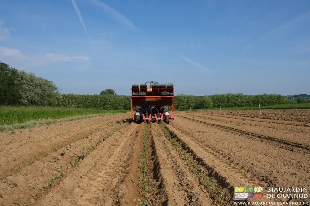 photo en perspective des rangs plantés dans le carré sur fond de haie bocagère