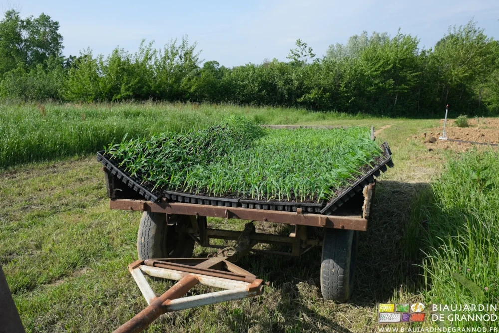 photo du plateau remorque couvert des plaques de plants