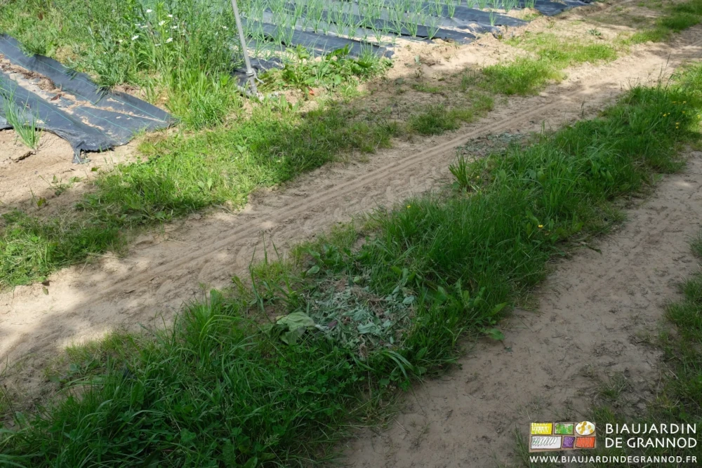 photo d'un petit tas d'adventices séchant dans la grande allée