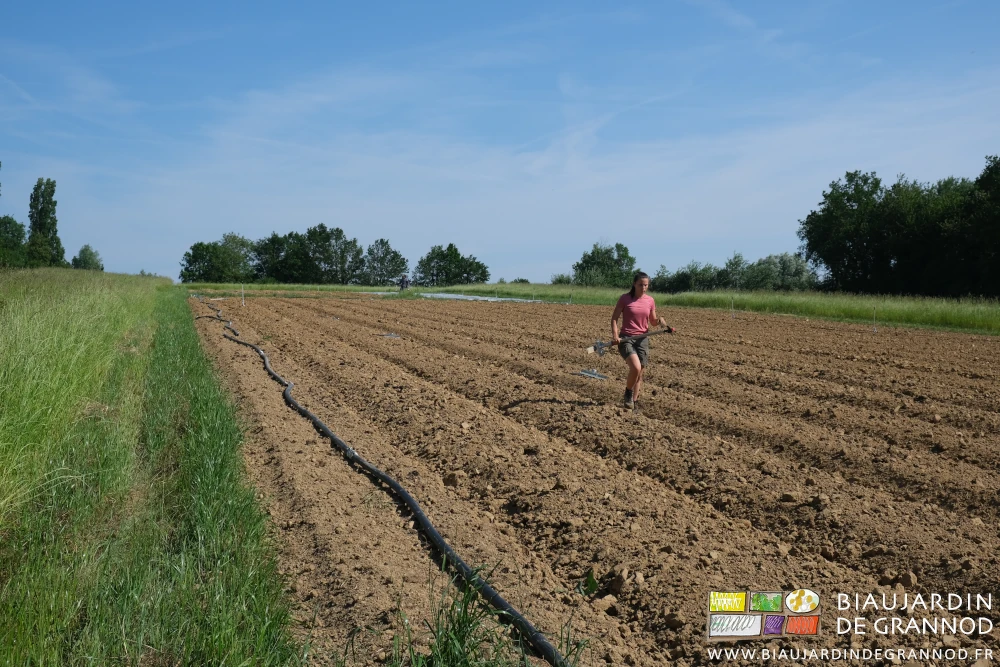photo de la distribution en place des asperseurs montés sur cannes d'arrosages