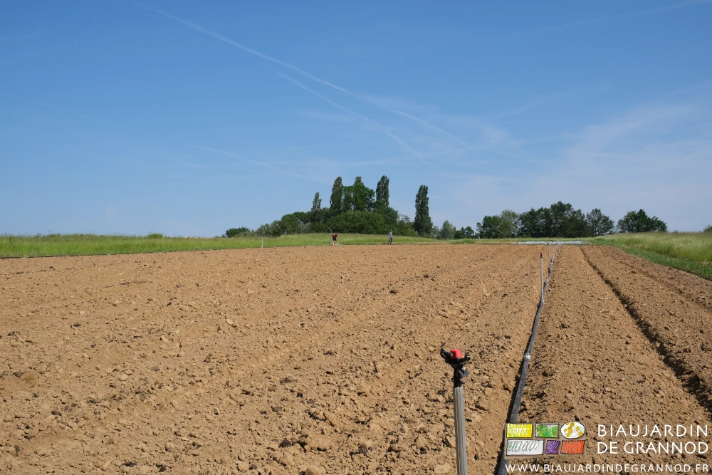 photo d'ensemble d'une parcelle très sèche sous ciel bleu sans promesse de pluie