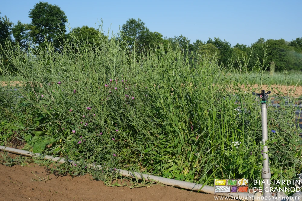 photo de centaurée jacée en début de floraison juste à coté du carré de carotte