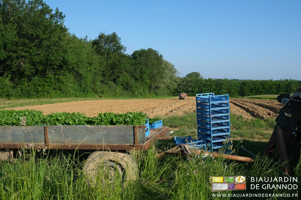 photo du plateau chargé de caisses de mottes de céleri-rave amené au bout des planches