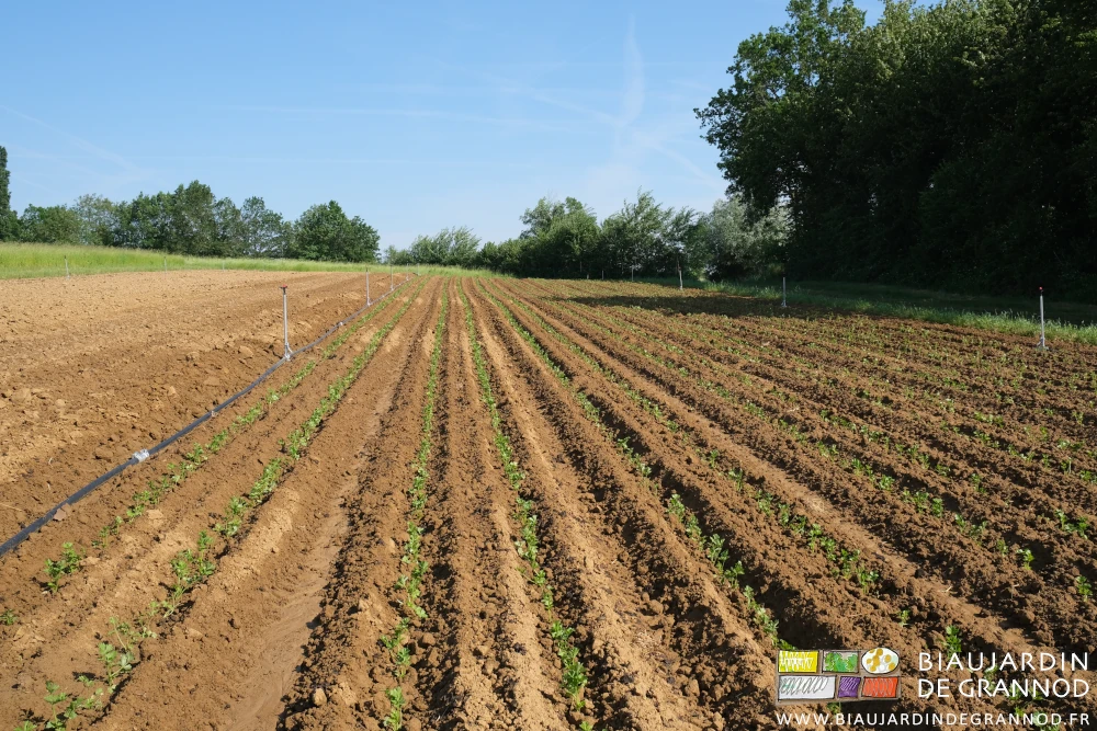 photo du carré de céleri après aspersion