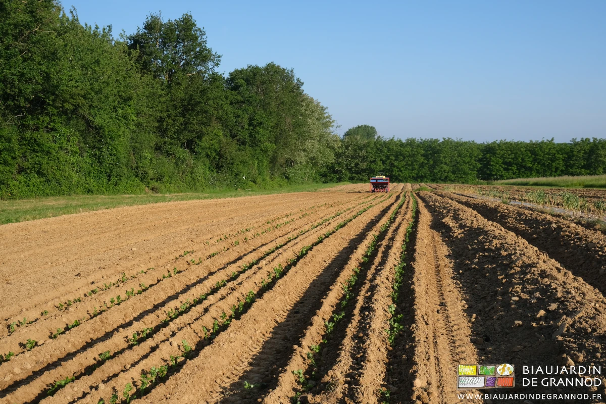 photo d'ensemble du carré de céleri, à coté de notre magnifique bocage bressan