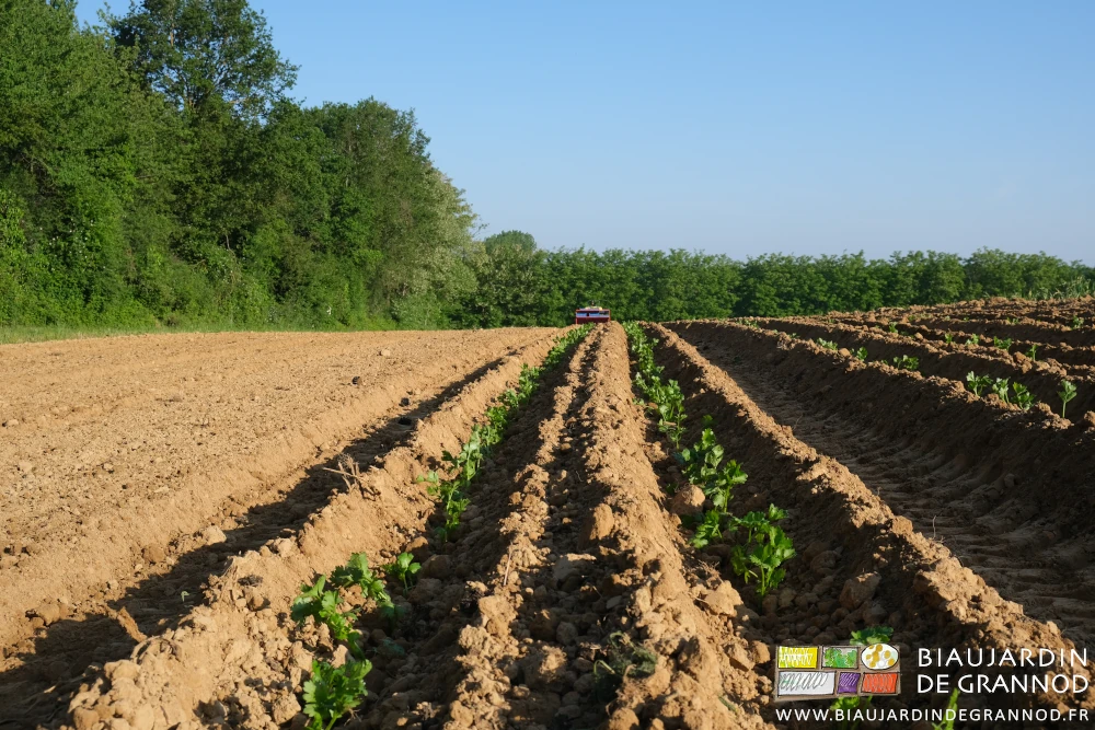 photo en alignement du repiquage, les céleri en premier plan
