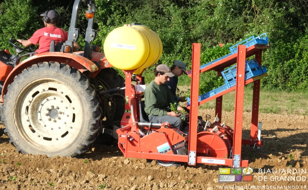 photo de l'un au tracteur, 2 sur la planteuse, tous repiquant tranquillement le céleri-rave