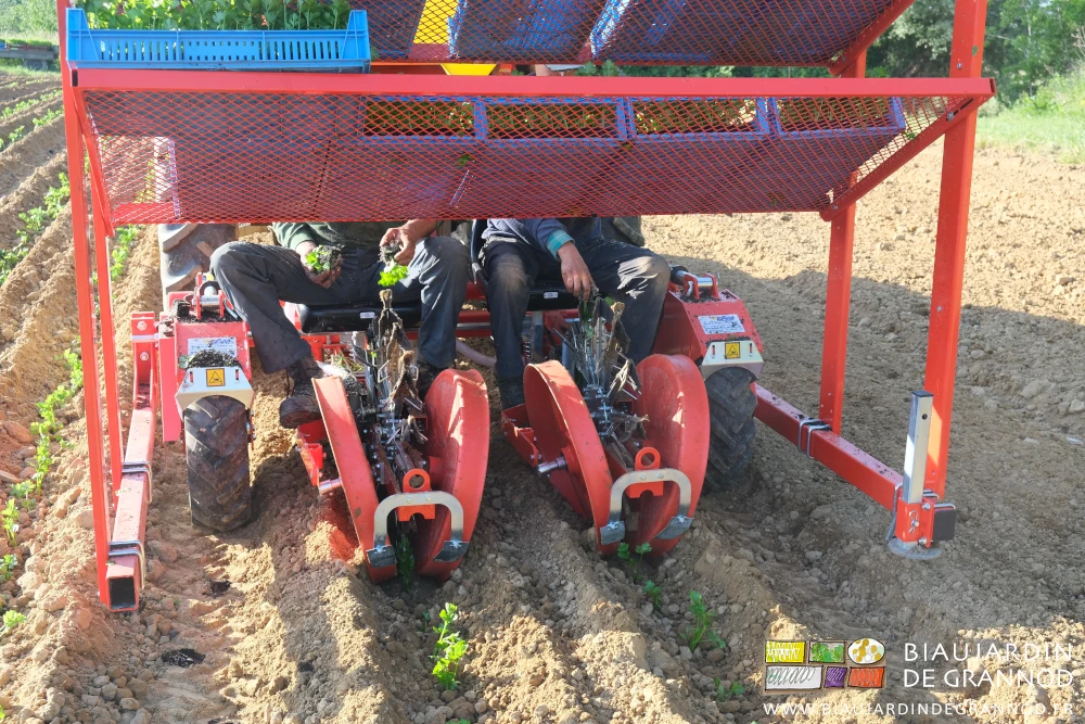 photo en vue arrière de la plantation mécanisée