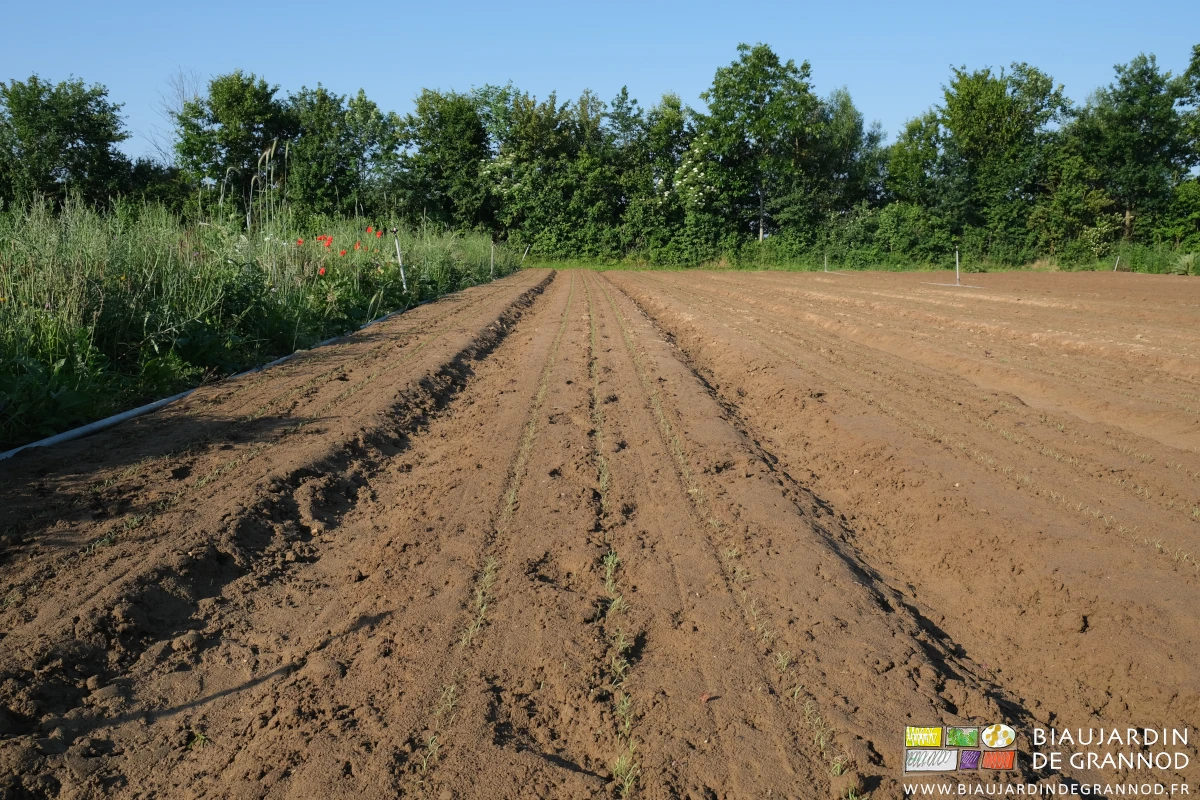 photo en alignement des jeunes plantules du rang de carotte