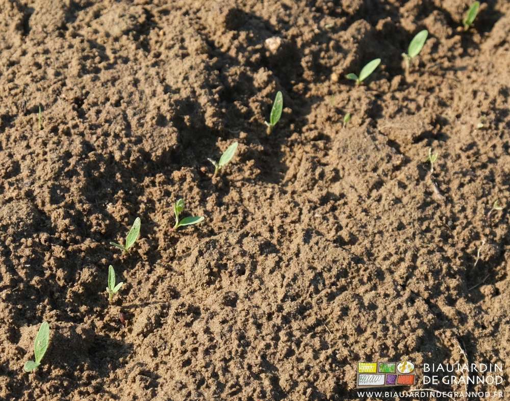 photo gros plant de plantules de panais juste levés