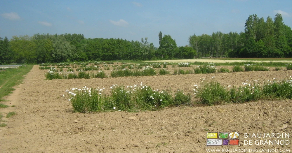 photo du jardin début printemps, ses carrés séparés par des bandes fleuries riches en marguerites