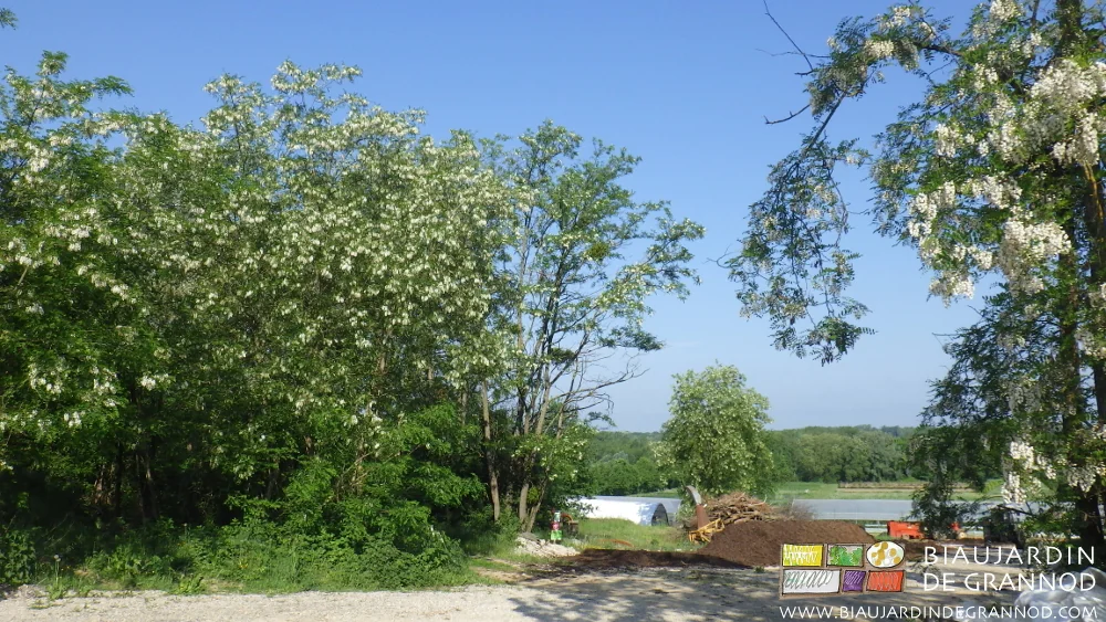 photo en haut du jardin, tas de compost en fermentation, tunnels et acacia en fleur