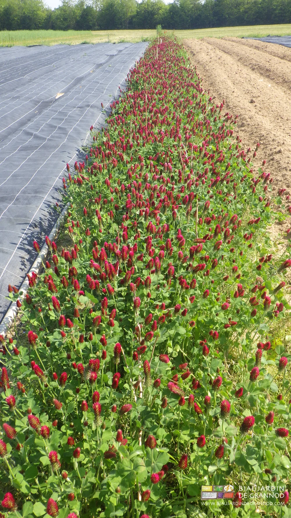 photo d'une planche permanente lumineuse de trèfle incarnat