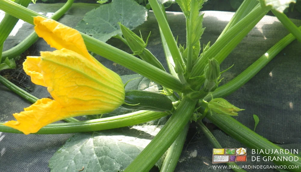photo d'un pied de courgette en fleurs jaunes intense