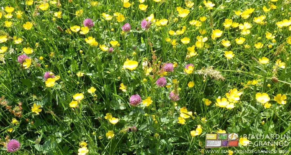 photo de prairie fleurie jaune et trèfle violet