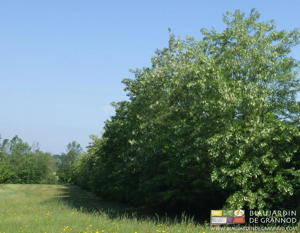 photo de notre haie d'acacia en début de floraison