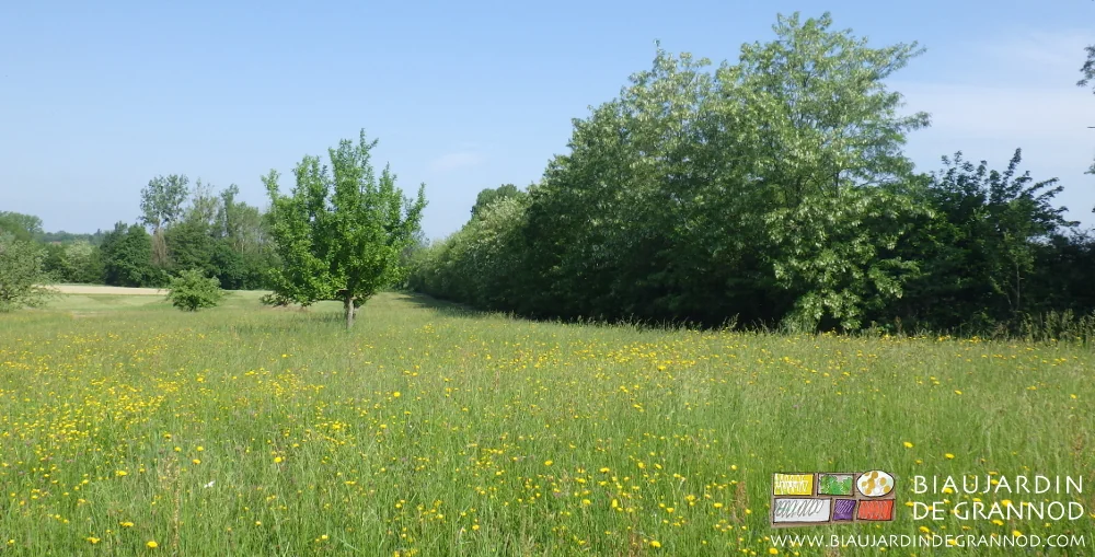 photo de la parcelle jaune et rose de fleurs près des planches de légumes en fond