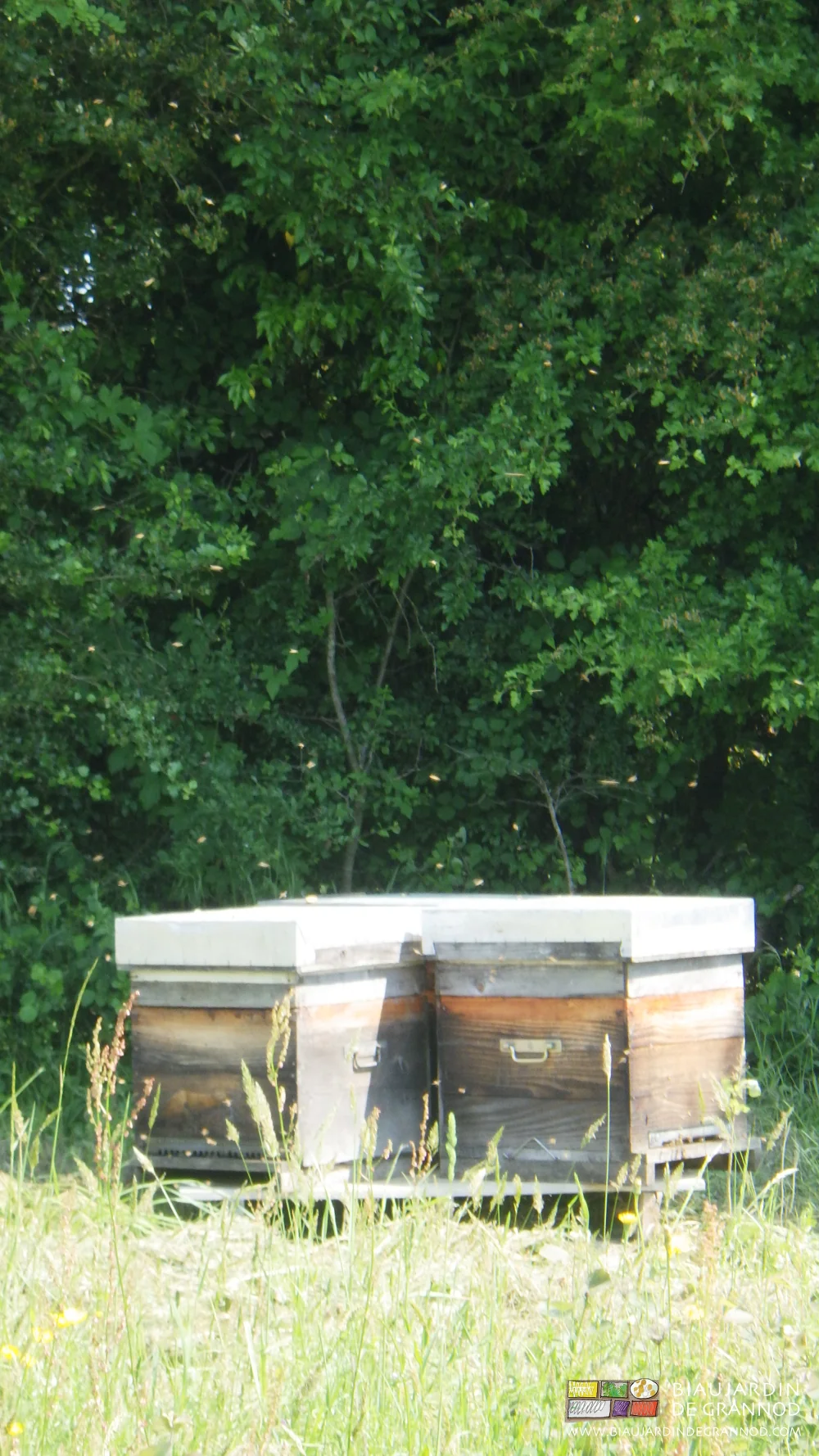 photo des abeilles tournant autour et au dessus des ruches