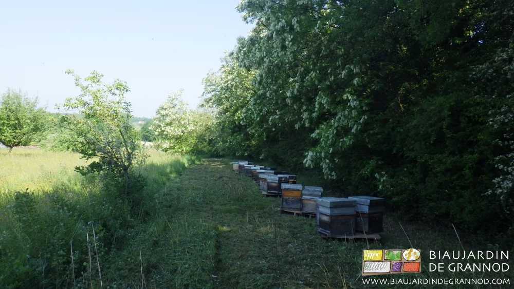 photo des ruches sur un emplacement bien dégagé