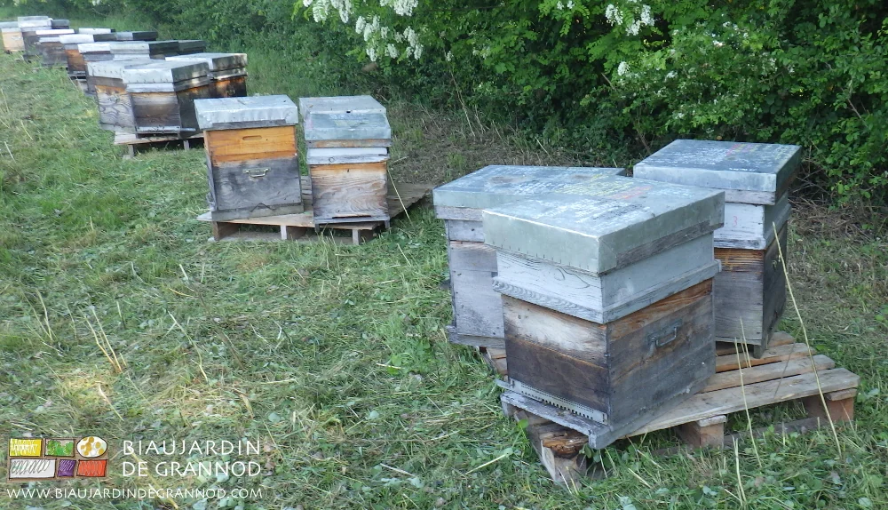 photo des ruches disposées par trois sur palette bois