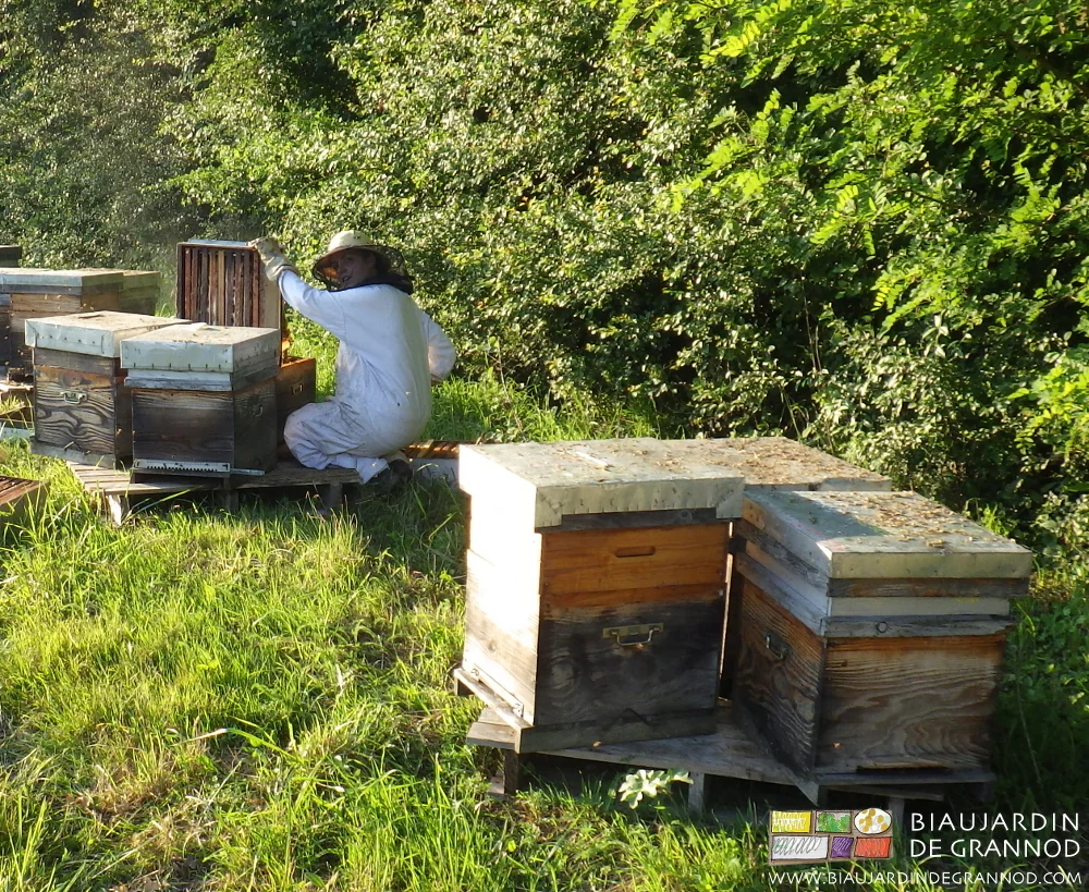 photo de Camille au travail sur ses ruches