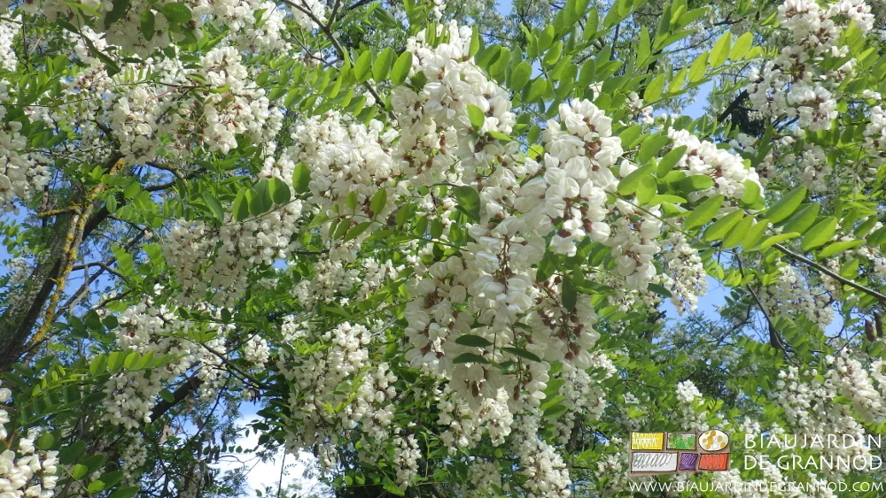 photo des fleurs d'acacia blanches et bien ouvertes dans nos haies bocagères