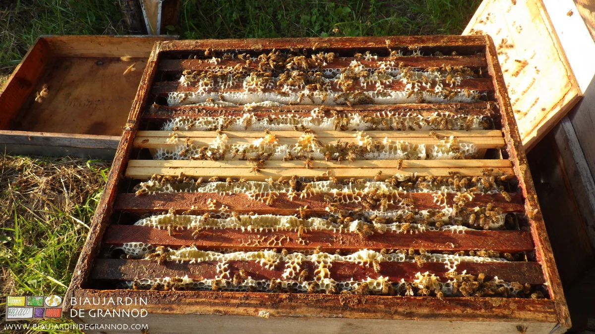 photo de cadres de hausse avec début de construction supplémentaire