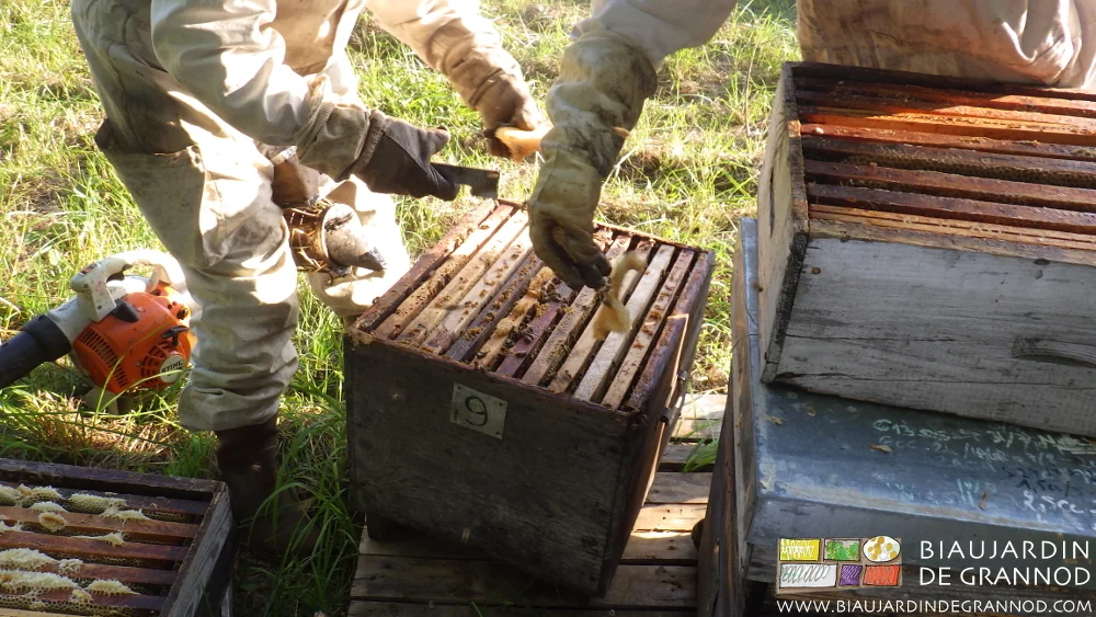 photo de l'inspection des cadres de la ruche
