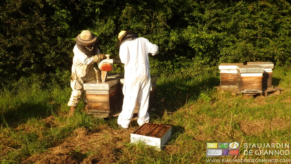 photo des 2 apicultrices retirant les hausses pleines