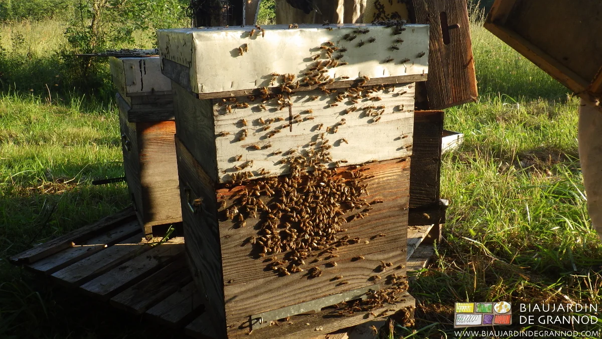 photo des abeilles en alerte sur l'extérieur d'une ruche