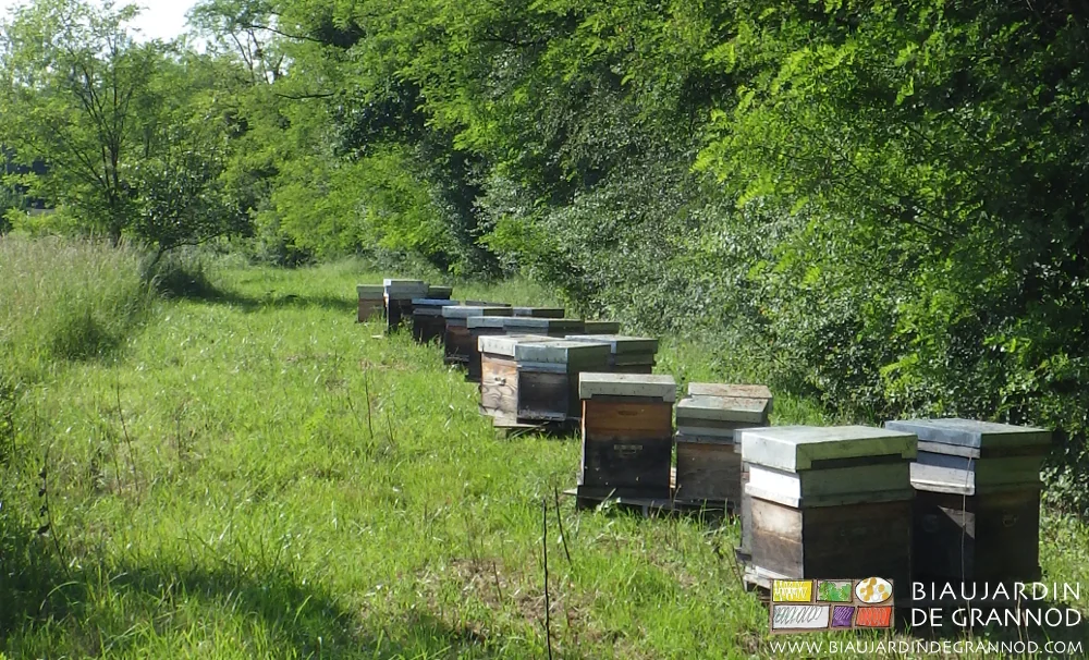 photo des ruches placées par trois sur des palettes bois en bord de haie