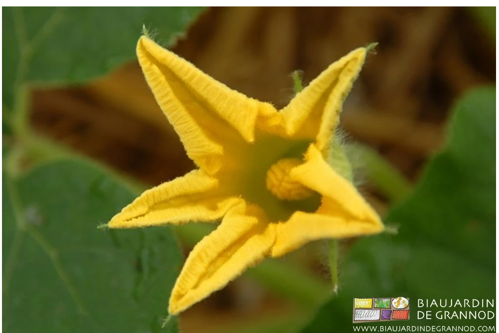 photo bien sûr estivale d'une fleur femelle de courgette parfaitement épanouie