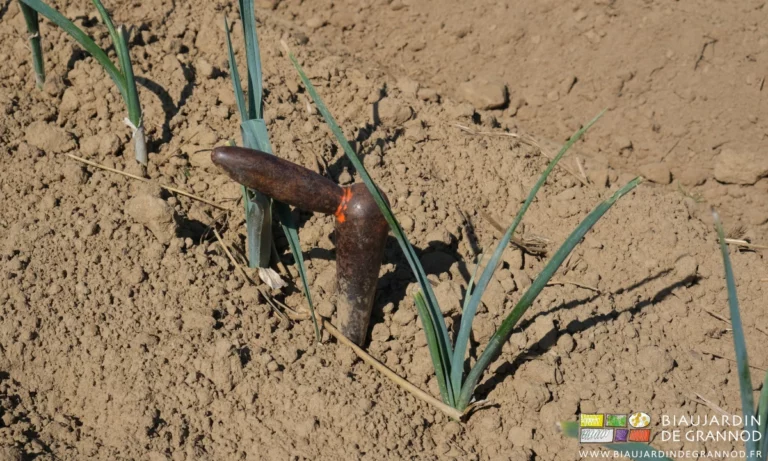 photo d'un de nos fichots, un plantoir manuel métallique de forme conique
