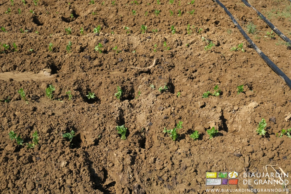 photo de céleri-rave écrasés par les sabots de bovins