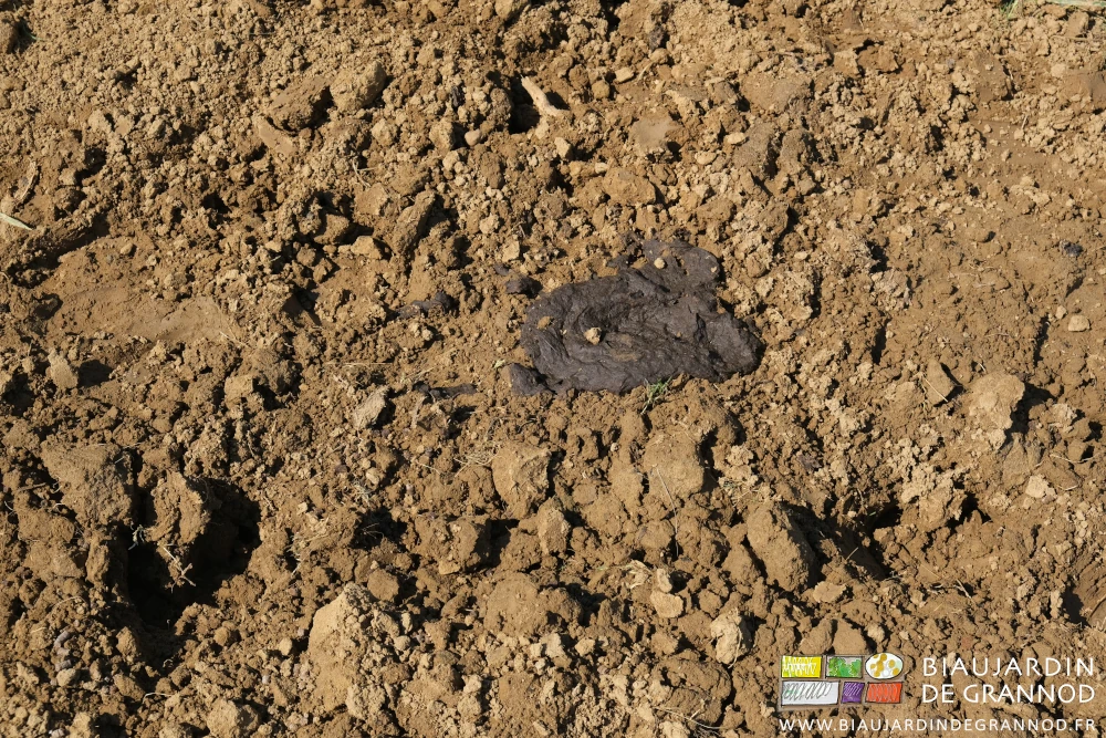 photo d'une bouse de vache gentiment déposée sur une planche prête à la culture