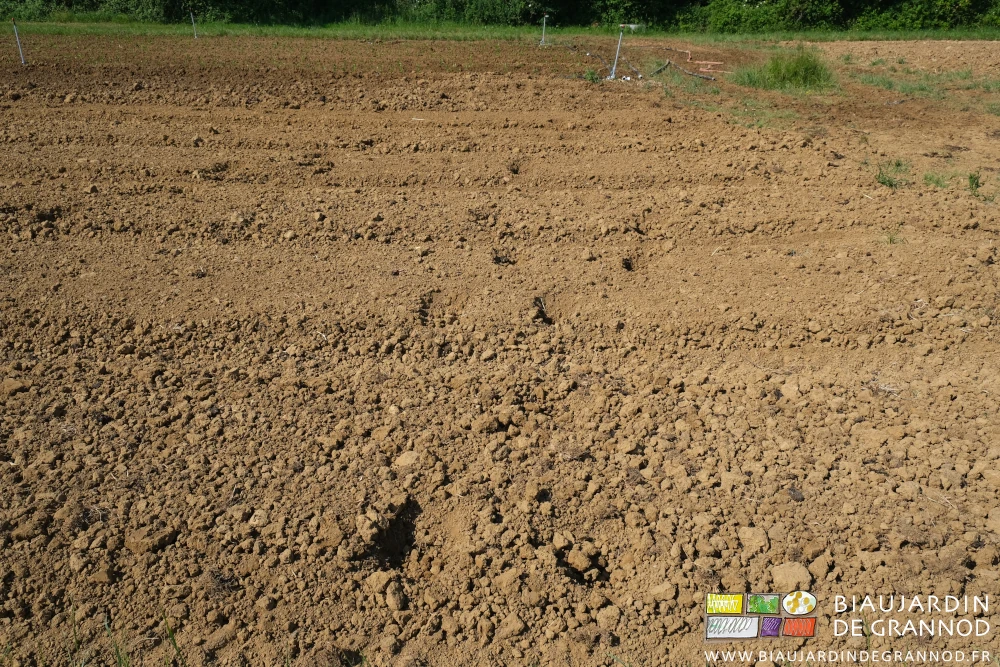 photo de trace de sabots de vaches traversant les planches permanentes préparées