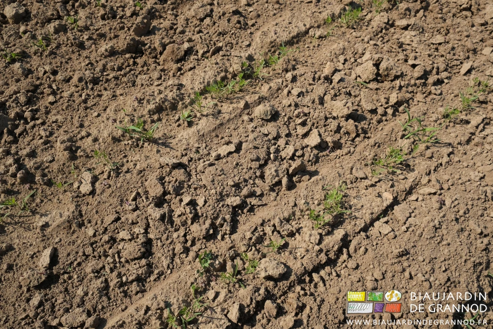 photo des entre rangs binés à la roue assez proche des jeunes plantules de carotte
